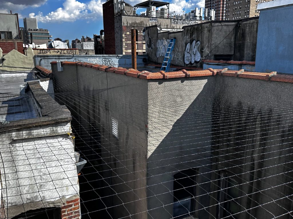 Bird Pigeon Netting NYC