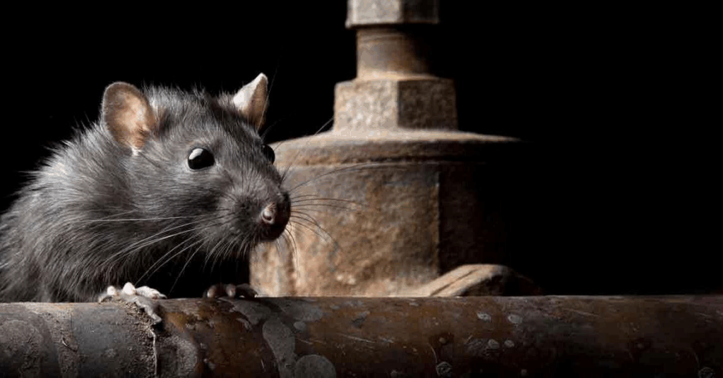 Expert Rodent Control and Removal