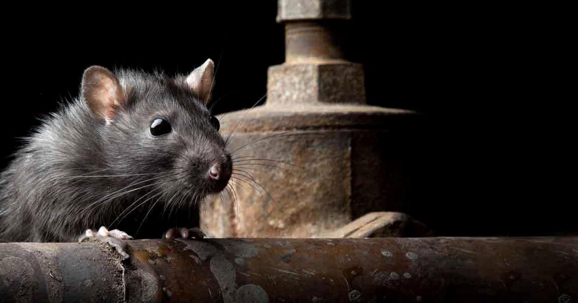 Expert Rodent Control and Removal